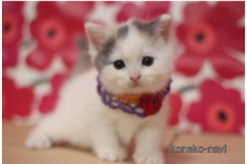 成約済の東京都のマンチカン-73998の1枚目